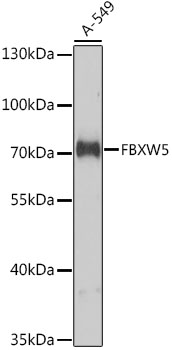FBXW5 Polyclonal Antibody