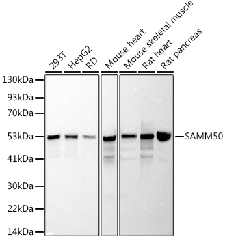 SAMM50 Monoclonal Antibody [10E4G1]