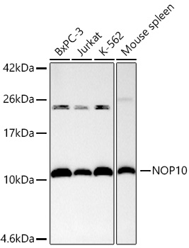 NOP10 Monoclonal Antibody [7T3Z3]