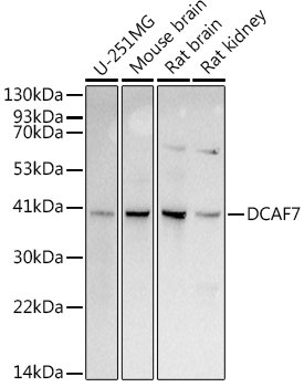 DCAF7 Monoclonal Antibody [4T5S1]