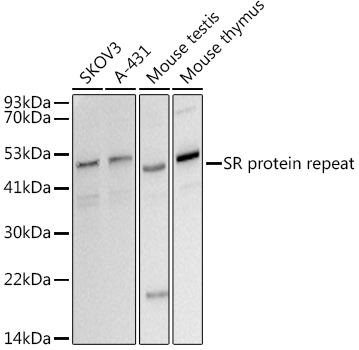 SR protein repeat Monoclonal Antibody [2P4W4]