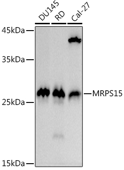 MRPS15 Monoclonal Antibody [8Q8T5]