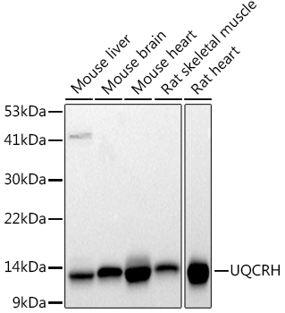 UQCRH Monoclonal Antibody [4Z1R9]