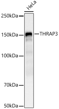 THRAP3 Polyclonal Antibody