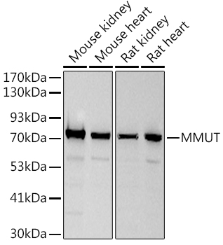 MMUT Monoclonal Antibody [4D3J3]