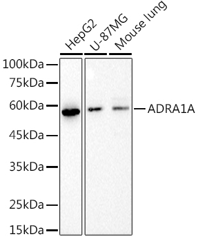ADRA1A Monoclonal Antibody [4G10W8]&nbsp;<img src="images/icon_newarrival.gif" alt="new" border="0">