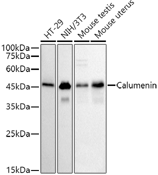 Calumenin Monoclonal Antibody [9W2F7]