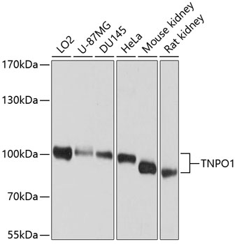TNPO1 Polyclonal Antibody