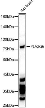 PLA2G6 Polyclonal Antibody