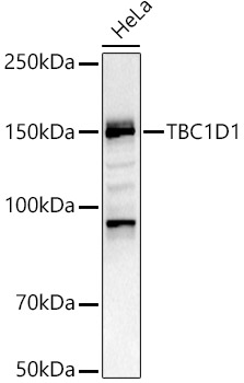 TBC1D1 Polyclonal Antibody