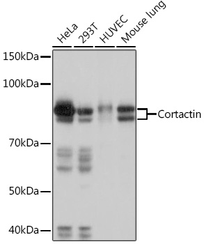 Cortactin Monoclonal Antibody [2W5H9]