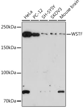 WSTF Monoclonal Antibody [10Y9B6]