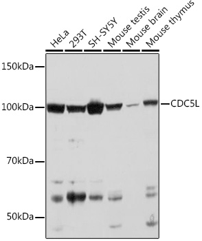CDC5L Monoclonal Antibody [1D10W9]