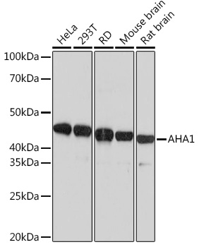 AHA1 Monoclonal Antibody [8E5H7]&nbsp;<img src="images/icon_newarrival.gif" alt="new" border="0">