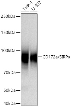 CD172a/SIRPa Monoclonal Antibody [10Q7E6]