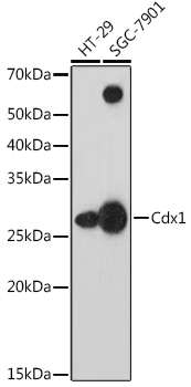 Cdx1 Monoclonal Antibody [8F6T7]