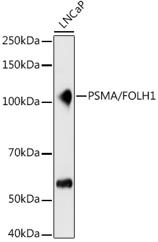 PSMA/FOLH1 Monoclonal Antibody [4X3O6]