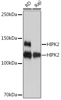 HIPK2 Monoclonal Antibody [3Z5P6]