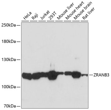 ZRANB3 Polyclonal Antibody