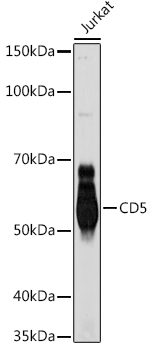 CD5 Monoclonal Antibody [1B10Z1]