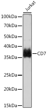 CD7 Monoclonal Antibody [9R10T5]