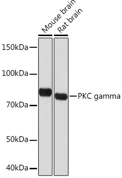 PKC gamma Monoclonal Antibody [5F2X3]