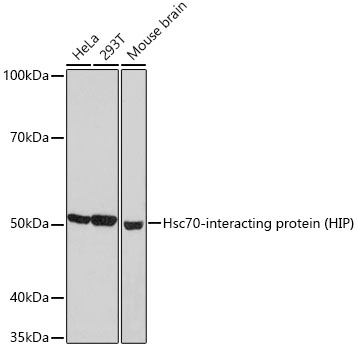 Hsc70-interacting protein (HIP) Monoclonal Antibody [4A3G8]