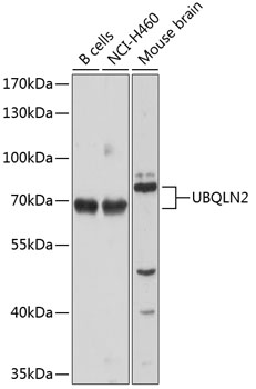 UBQLN2 Polyclonal Antibody