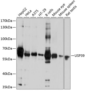 USP39 Polyclonal Antibody