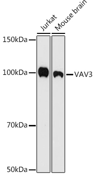 VAV3 Monoclonal Antibody [9A10D8]