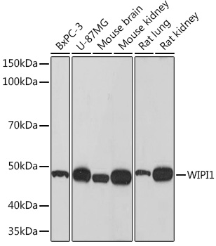 WIPI1 Monoclonal Antibody [2F4G9]
