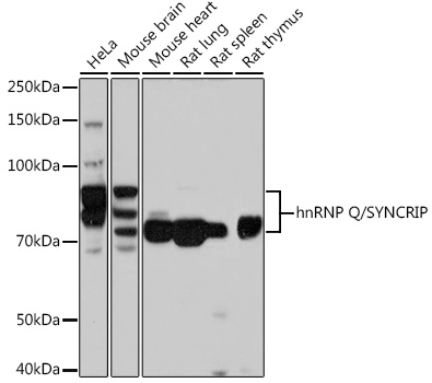 hnRNP Q/SYNCRIP Monoclonal Antibody [1R0G5]