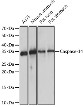 Caspase-14 Monoclonal Antibody [6E2C1]