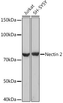 Nectin 2/CD112 Monoclonal Antibody [3H0G2]