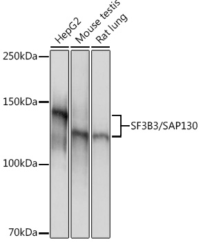 SF3B3/SAP130 Monoclonal Antibody [3K1X4]