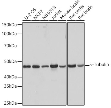 Gamma-Tubulin Monoclonal Antibody [5R3N3]