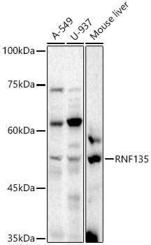 RNF135 Polyclonal Antibody