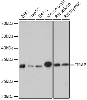 TIRAP Monoclonal Antibody [9T1A8]