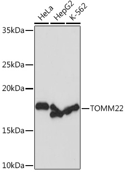 TOMM22 Monoclonal Antibody [6R1L7]