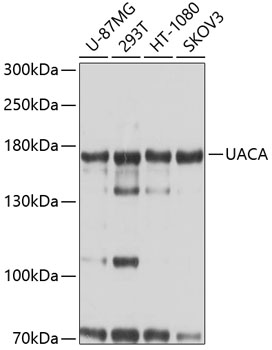 UACA Polyclonal Antibody
