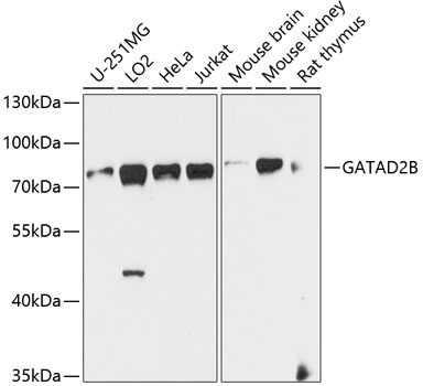 GATAD2B Polyclonal Antibody