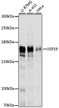USP19 Polyclonal Antibody