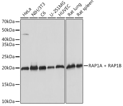 RAP1A + RAP1B Monoclonal Antibody [6C7G0]