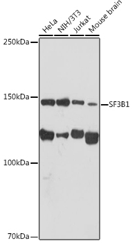 SF3B1 Monoclonal Antibody [4A3G9]