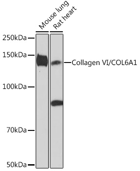 Collagen VI/COL6A1 Monoclonal Antibody [7J1P4]