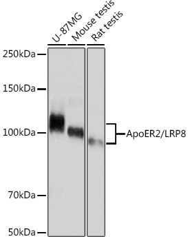 ApoER2/LRP8 Monoclonal Antibody [0V1R8]