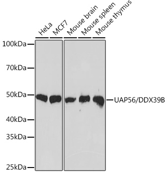 UAP56/DDX39B Monoclonal Antibody [4A0Q2]