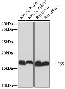 HES5 Monoclonal Antibody [4S4U7]