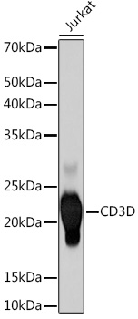 CD3D Monoclonal Antibody [2R1O10]