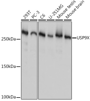 USP9X Monoclonal Antibody [7T0S2]